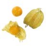  - Physalis