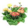 Truffaut - Gerbera en m�lange