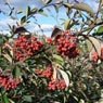 Truffaut - Cotoneaster lacteus 