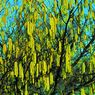 Plus Belle Sera La Terre - Noisetier Commun