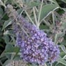Truffaut - Arbre aux papillons davidii Lochinch 