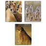 Cora - Cahier de textes 12 x 17 cm 148 pages grands carreaux Ecoles du d�sert