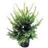 Truffaut - Sapins Pic�a Glauca en pot