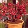 Truffaut - Brugnon garden beauty�