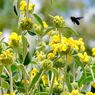Truffaut - Sauge grahamii jaune 