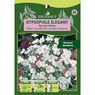 Truffaut - Gypsophile �l�gant Roi des Halles