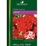 Truffaut - 1 Dahlia buisson Ja�pur