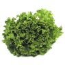 Fort & Vert - Batavia verte bio