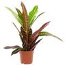 Truffaut - Croton H 40 cm