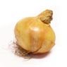  - Oignon jaune nouvelle r�colte