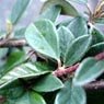 Truffaut - Cotoneaster franchetii 