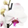 Truffaut - Orchid�e Phalaenopsis blanche red lips 2 hampes