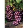 Truffaut - Vigne Chasselas ros�
