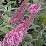 Truffaut - Arbre aux papillons davidii Pink delight 