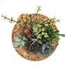 Truffaut - Plantes succulentes m�lang�es coupe � 23 cm