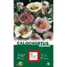 Turc Ernest - 5 Calochortus Superbus 