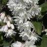 Truffaut - Deutzia scabra Pride of rochester 