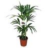 Truffaut - Kentia 5 pieds de 1,20 m