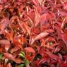 Truffaut - Photinia raseri Red robin 3 L  