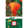 Turc Ernest - 1 Arum Hotshot
