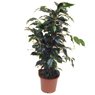 Truffaut - Ficus danielle 70 cm