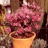 Truffaut - P�cher nain Diamond� Zaipevi