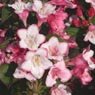 Truffaut - Weigela Carnaval (A) 