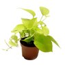 Truffaut - Scindapsus golden pothos H 15 cm