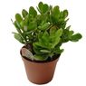 Truffaut - Crassula ovata 30 cm