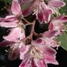 Truffaut - Deutzia hybrida Perle rose 