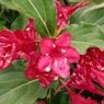 Truffaut - Weigela Bristol ruby 