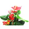 Truffaut - Anthurium dakota rouge H 70 cm