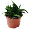 Truffaut - Haworthia pentagona 16 cm