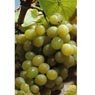 Truffaut - Vigne Italia