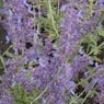Truffaut - PEROVSKIA atriplicifolia Blue spire 