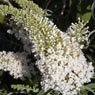 Truffaut - Arbre aux papillons davidii White profusion   