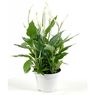 Truffaut - Mini Spathiphyllum chopin