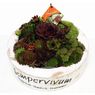 Truffaut - Sempervivum coupe