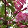 Truffaut - Weigela Stelzneri 