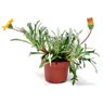 Truffaut - Gazania orange pot 10,5 cm