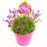  - �illet vivace rose