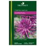 Truffaut - 1 Dahlia cactus Cardinal
