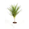 Truffaut - Dracaena Marginta