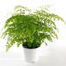 Truffaut - Mini Adiantum fragans