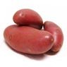 Les jardins d'Alice - Pomme de terre rouge Franceline