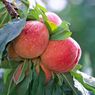 Truffaut - P�cher nain Amber(r) 