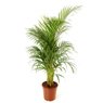 Truffaut - Areca lutenscens 1m30