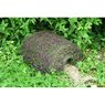 Truffaut - Abri H�rissons Fibre Naturel