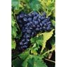 Truffaut - Vigne muscat de Hambourg