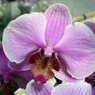 Truffaut - Orchid�e rose 2 tiges 